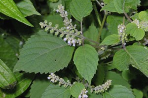 ต้นงาขี้ม้อน จัดเป็นไม้พุ่มหรือไม้ล้มลุก มีความสูงของต้นประมาณ 1-2 เมตร ลำต้นตั้งตรง แตกกิ่งก้านสาขา ต้นมีกลิ่นหอม เป็นสันสี่เหลี่ยมมนๆ และระหว่างเหลี่ยมเป็นร่องตามยาว มีขนยาวละเอียดสีขาวขึ้นปกคลุมอยู่หนาแน่น