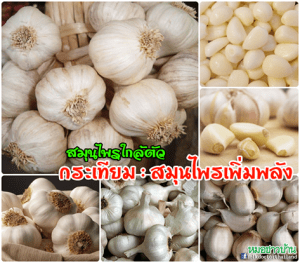 กระเทียม