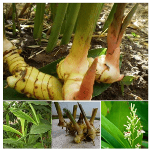 ข่า สมุนไพรข้างรั้ว ผักสวนครัวเป็นยา