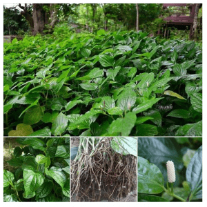 สรรพคุณของใบชะพลู