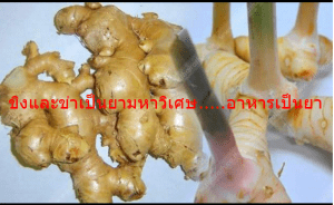 ขิงและข่าเป็นยามหาวิเศษ.....อาหารเป็นยา