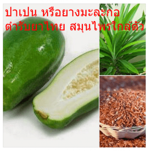 ปาเปน หรือยางมะละกอ ตำรับยาไทย สมุนไพรใกล้ตัว