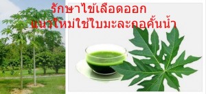 รักษาไข้เลือดออก แนวใหม่ใช้ใบมะละกอคั้นน้ำ