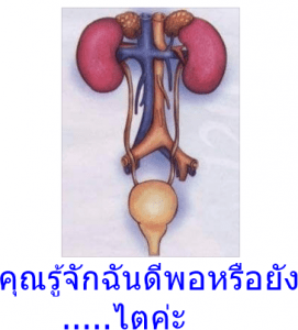 คุณรู้จักฉันดีพอหรือยัง.....ไตค่ะ