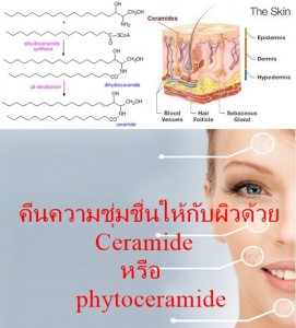Ceramide หรือ phytoceramide