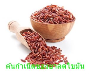 ต้นกำเนิดของยาลดไขมัน