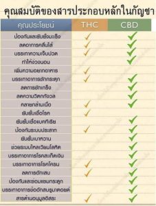 กัญชาต้านแก่ได้