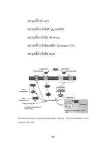 ทำไมผู้ชายวัยกลางคนขึ้นไป จึงควรใช้น้ำมันกัญชา