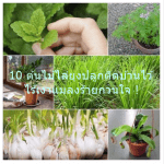 10 ต้นไม้ไล่ยุงปลูกติดบ้านไว้ ไร้เงาแมลงร้ายกวนใจ !