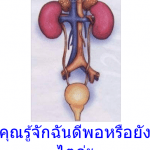 คุณรู้จักฉันดีพอหรือยัง…..ไตค่ะ