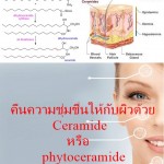 คืนความชุ่มชื่นให้กับผิวด้วย Ceramide หรือ phytoceramide