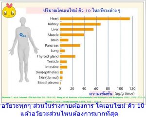 อวัยวะทุกๆ ส่วนในร่างกายต้องการ โคเอนไซม์ คิว 10 แล้วอวัยวะส่วนไหนต้องการมากที่สุด