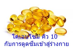 โคเอนไซม์ คิว 10 กับการดูดซึมเข้าสู่ร่างกาย