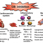 บทบาทของตัวรับ CB1 กับสุขภาพของหลอดเลือด