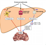 ระบบเอ็นโดแคนนาบินอยด์เกี่ยวข้องอย่างไรกับมะเร็งตับ