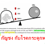 กัญชา กัญชง กับโรคกระดูกพรุน