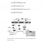 ทำไมผู้ชายวัยกลางคนขึ้นไป จึงควรใช้น้ำมันกัญชา