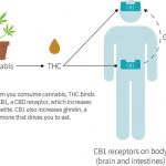ทำไมกัญชาจึงทำให้ผู้ป่วยกินข้าวได้มากขึ้น