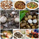 เห็ดเผาะหรือเห็ดถอบเป็นเห็ดที่เกิดในต้นฤดูฝนไม่มีรากเป็นก้อน