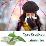 โรคหวัดหน้าฝน…กับสมุนไพร