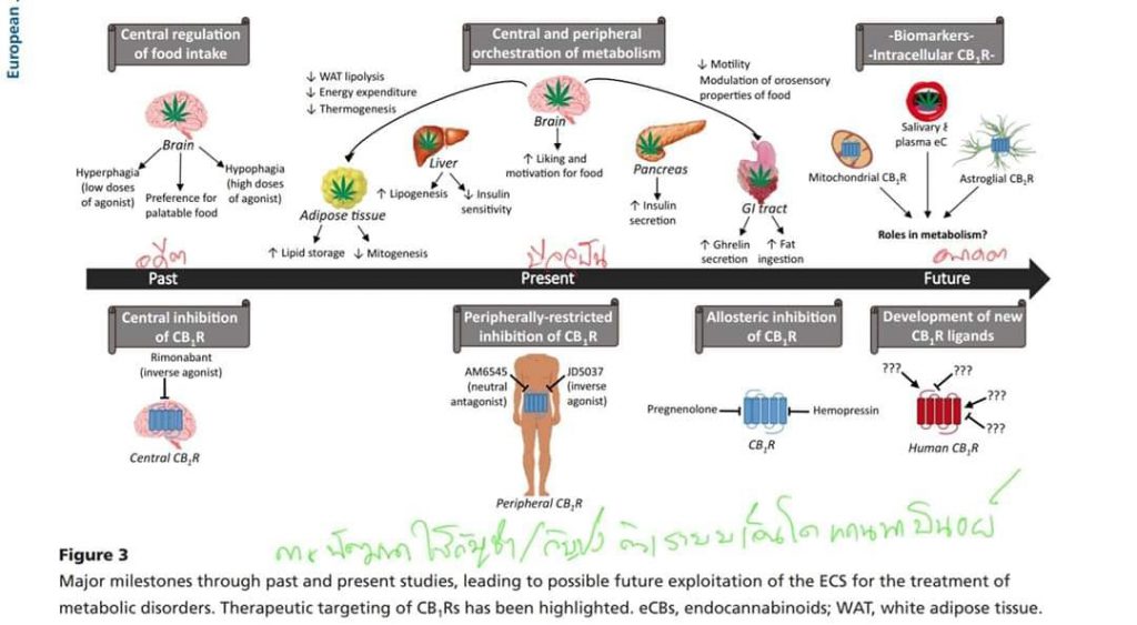 กัญชา กับการพัฒนาเพื่อใช้ในการรักษาโรคทางด้านระบบการเผาผลาญพลังงาน (Metabolism)