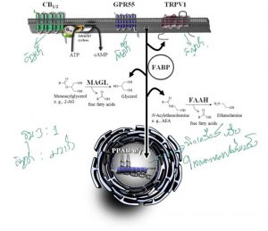 โอกาสกัญชาเอาชนะมะเร็งสูงกว่ายาเคมี เมื่อเทียบตัวต่อตัว