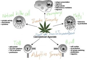 ระบบเอ็นโดแคนนาบินอยด์ ควบคุมระบบภูมิคุ้นกันทั้งระบบ
