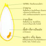 ข้าว_คุณประโยชน์ที่คนไทยรู้จักกันมานาน