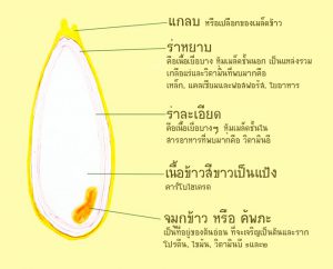 ข้าว_คุณประโยชน์ที่คนไทยรู้จักกันมานาน