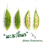 มะระขี้นก (Bitter Cucumber) ผักขมๆ ต้านเบาหวาน