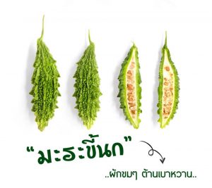 มะระขี้นก (Bitter Cucumber) ผักขมๆ ต้านเบาหวาน