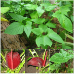 อุตพิดหรือ TYPHONIUM TRILOBATU ( LINN ) SCHOTT อยู่ในวงศ์ ARACEAE