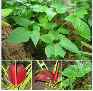 อุตพิดหรือ TYPHONIUM TRILOBATU ( LINN ) SCHOTT อยู่ในวงศ์ ARACEAE