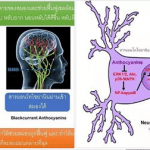 นอนหลับยาก ติดยานอนหลับ สารอาหารอะไรช่วยแก้ไขได้?