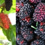 แอนโทไซยานินเป็นรงควัตถุ ที่ให้สีแดง ม่วง และน้ำเงิน พบในผัก ผลไม้ดอกไม้ เช่นลูกหม่อน(mulberry)