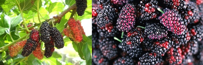  แอนโทไซยานินเป็นรงควัตถุ ที่ให้สีแดง ม่วง และน้ำเงิน พบในผัก ผลไม้ดอกไม้ เช่นลูกหม่อน(mulberry)