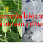 โรคนิ่วทุกชนิดไม่ต้องผ่าตัด “ รักษาด้วยแตงกวากับสารส้ม”