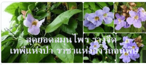 สุดยอดสมุนไพร รางจืด เทพีแห่งป่า ราชาแห่งการถอนพิษ