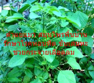 ตำแยแมว สมุนไพรพื้นบ้าน รักษาโรคหอบหืด ขับเสมหะ ช่วยกระจายเลือดลม