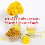 ดาวเรือง ยาดีของดวงตา รักษาหลากหลายโรคภัย