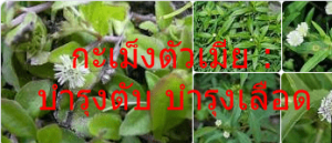 กะเม็งตัวเมีย : บำรุงตับ บำรุงเลือด