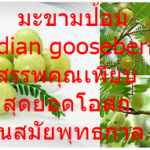 มะขามป้อม (Indian gooseberry) สรรพคุณเพียบ สุดยอดโอสถในสมัยพุทธกาล