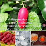 ตำลึงสุกแดงกับสารส้ม ย่างสุก รสเปรี้ยวหอม ช่วยขับเม็ดนิ่วออกจากระเพาะปัสสาวะ สมุนไพรเป็นยามาตั้งแต่สมัยโบราณ