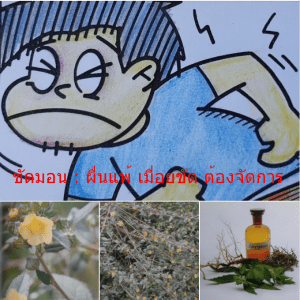 ขัดมอน : ผื่นแพ้ เมื่อยขัด ต้องจัดการ - Synergy Japan สาระความรู้ทั่วไป ขัดมอน : ผื่นแพ้ เมื่อยขัด ต้องจัดการ - Synergy Japan สาระความรู้ทั่วไป