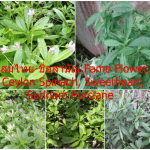 โสมไทย ชื่อสามัญ Fame Flower, Ceylon Spinach, Sweetheart, Surinam Purslane