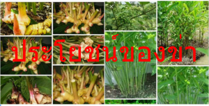 ประโยชน์ของข่า