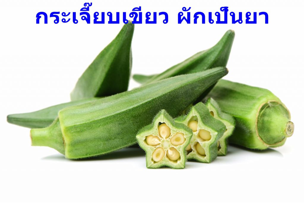 กระเจี๊ยบเขียว ผักเป็นยา