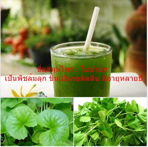 ชื่อสมุนไพร : ใบบัวบก เป็นพืชล้มลุก ขึ้นเป็นกอติดดิน มีอายุหลายปี ... ชื่อสมุนไพร : ใบบัวบก เป็นพืชล้มลุก ขึ้นเป็นกอติดดิน มีอายุหลายปี ...