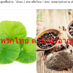 บัวบก พริกไทย ตำรับยาอายุวัฒนะ