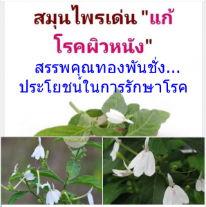 สรรพคุณทองพันชั่ง...ประโยชน์ในการรักษาโรค